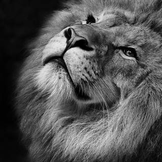 4k lion PC wallpaper