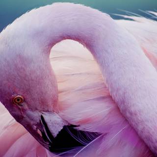 Macbook 4k pink wallpaper