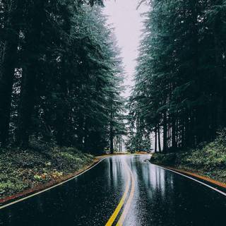 Forest road phone wallpaper