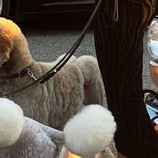 Old money iPhone wallpaper