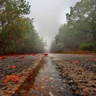 Foggy rainy autumn wallpaper