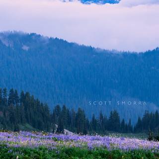 Washington iPhone wallpaper