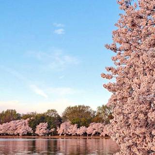 Washington iPhone wallpaper