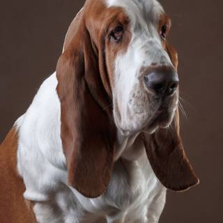 iPhone Basset Hounds wallpaper