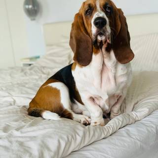 iPhone Basset Hounds wallpaper