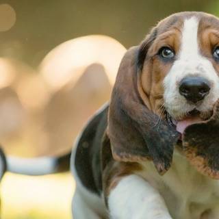 iPhone Basset Hounds wallpaper