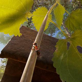 Empire of the Ants wallpaper