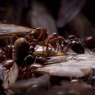 Empire of the Ants wallpaper