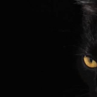 Dark cat iPhone wallpaper