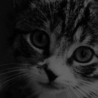 Dark cat iPhone wallpaper