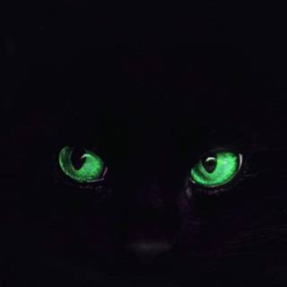 Dark cat iPhone wallpaper