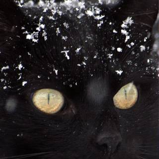 Dark cat iPhone wallpaper