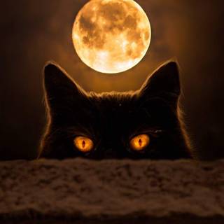 Dark cat iPhone wallpaper