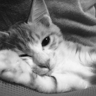 Dark cat iPhone wallpaper