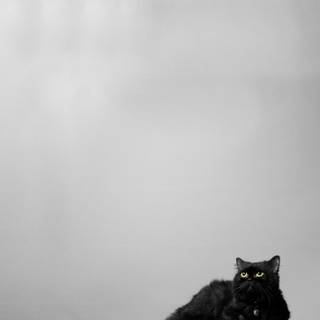 Dark cat iPhone wallpaper