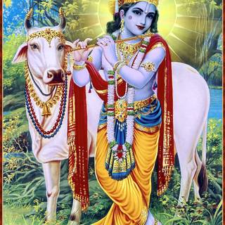 Lord Krishna with cow wallpaper