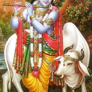 Lord Krishna with cow wallpaper
