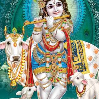 Lord Krishna with cow wallpaper