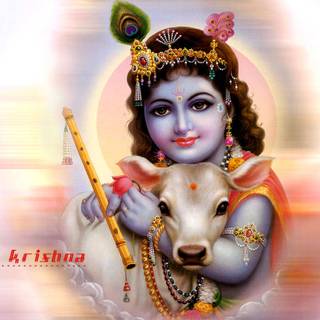 Lord Krishna with cow wallpaper