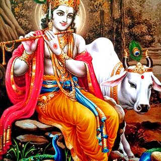 Lord Krishna with cow wallpaper