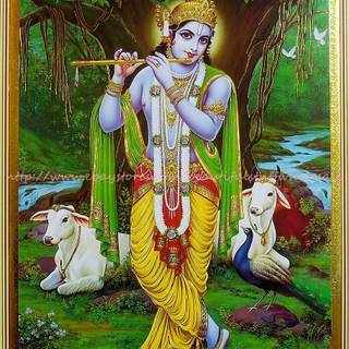 Lord Krishna with cow wallpaper