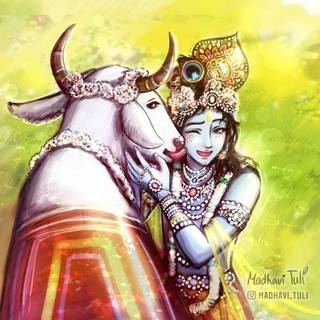 Lord Krishna with cow wallpaper