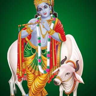 Lord Krishna with cow wallpaper