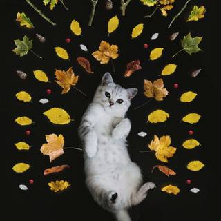 Cute cat autumn wallpaper