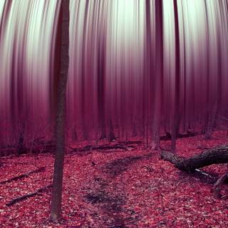 Forest abstract wallpaper