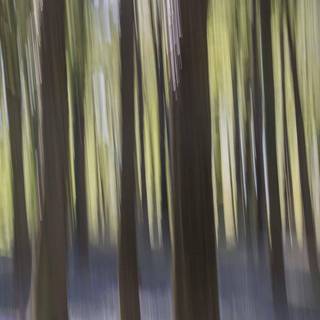 Forest abstract wallpaper