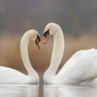 Swans desktop wallpaper