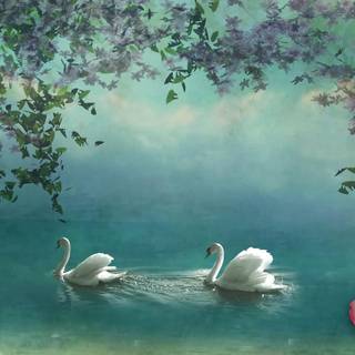 Swans desktop wallpaper