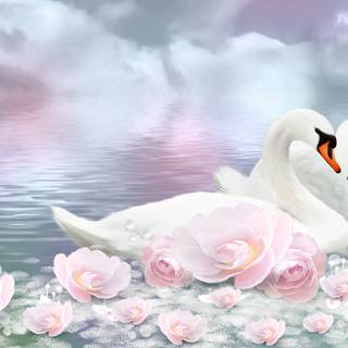 Swans desktop wallpaper