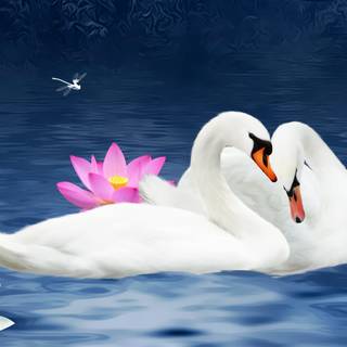 Swans desktop wallpaper