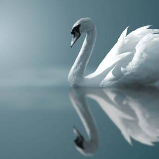 Swans desktop wallpaper