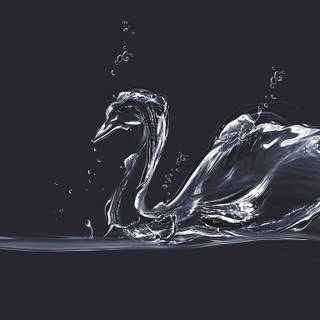 Swans desktop wallpaper