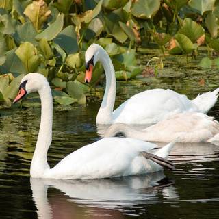 Swans desktop wallpaper