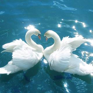 Swans desktop wallpaper