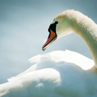 Swans desktop wallpaper