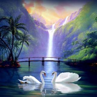 Swans desktop wallpaper