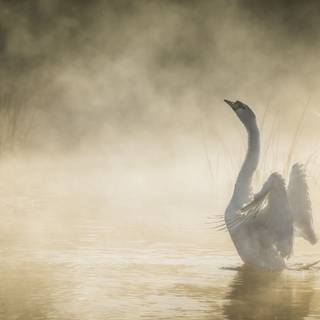 Swans desktop wallpaper