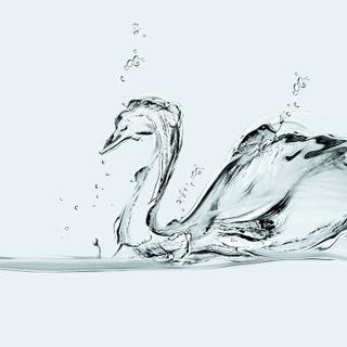 Swans desktop wallpaper