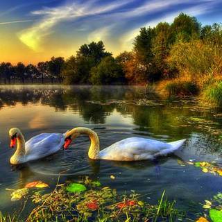 Swans desktop wallpaper