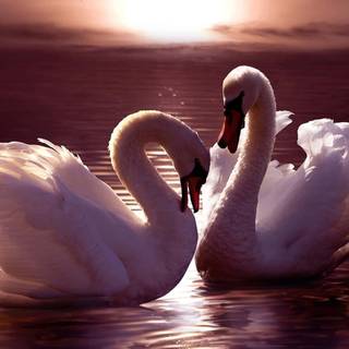 Swans desktop wallpaper