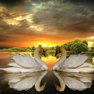 Swans desktop wallpaper