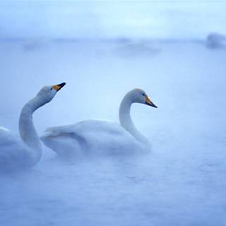 Swans desktop wallpaper