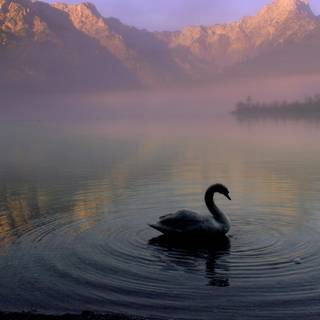 Swans desktop wallpaper