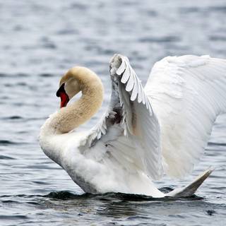 Swans desktop wallpaper