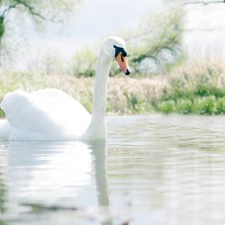 Swans desktop wallpaper