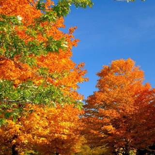 United Kingdom iPhone wallpaper